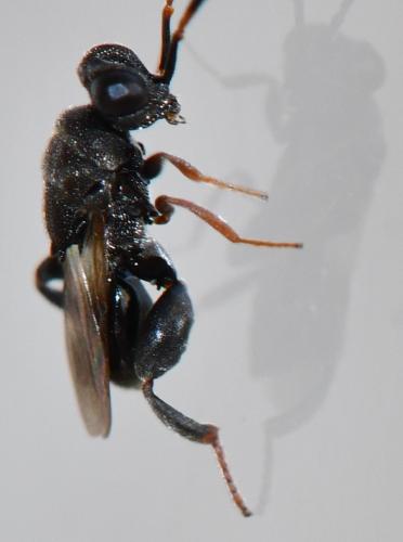 Haltichella rufipes